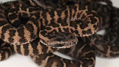 Gloydius intermedius