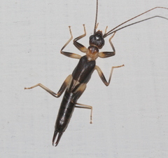 Pygidicranidae