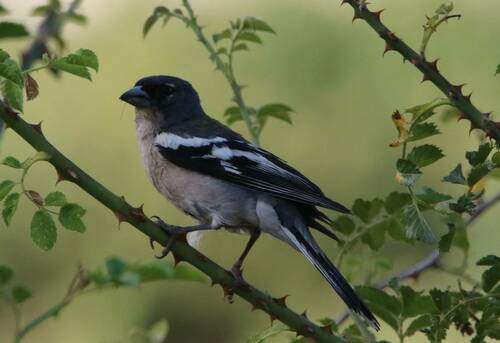 African Chaffinch (Fringilla spodiogenys), photo 10