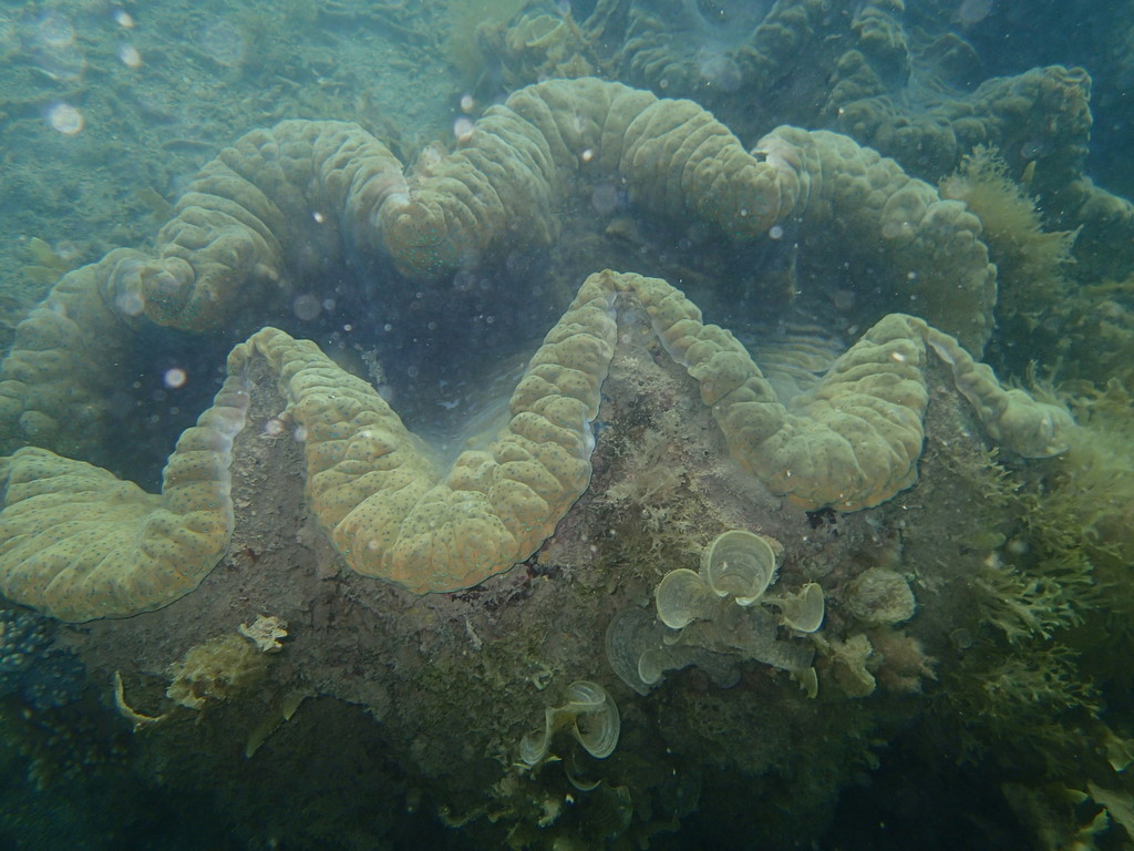 Photo of Giant clam (Tridacna gigas)