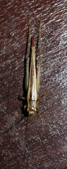 Euscyrtus
