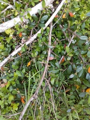 Cotoneaster glaucophyllus