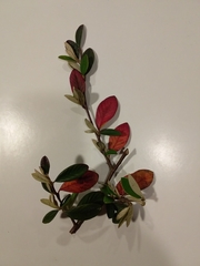 Cotoneaster glaucophyllus