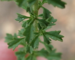 Jamesbrittenia argentea