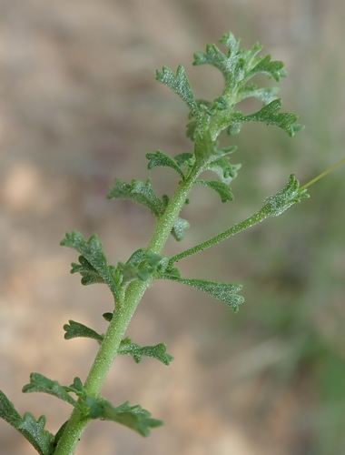 Image of Jamesbrittenia argentea by (c) Nicola van Berkel, some rights reserved (CC BY-SA)