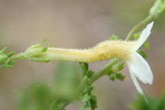 Jamesbrittenia argentea