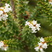 Subalpine Beard-Heath - Photo (c) Reiner Richter, some rights reserved (CC BY-NC-SA), uploaded by Reiner Richter
