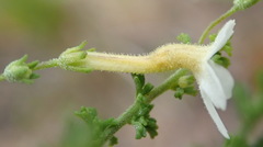 Jamesbrittenia argentea