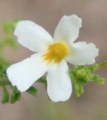 Jamesbrittenia argentea