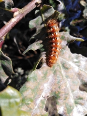 Acronicta rumicis