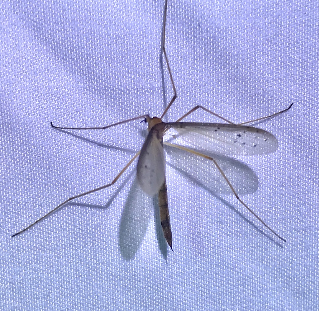 Tricyphona johnsoni