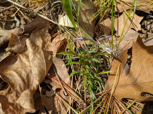 Phlox subulata ssp. subulata