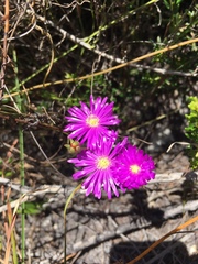 Lampranthus emarginatus