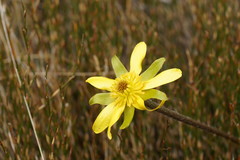 Ranunculus gunnianus