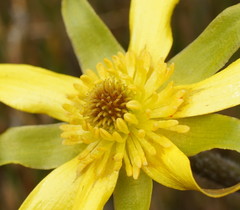 Ranunculus gunnianus