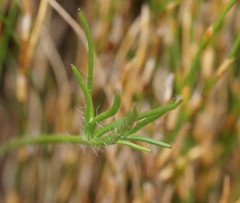 Ranunculus gunnianus