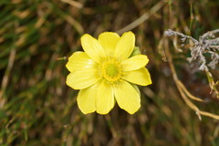 Ranunculus gunnianus