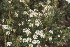 Epacris paludosa