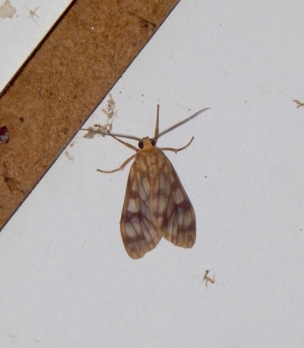 Eucereon taperinhae