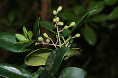 Ligustrum liukiuense
