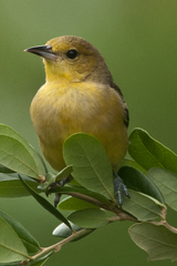 Icterus galbula