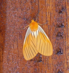 Pseudischnocampa nervosa