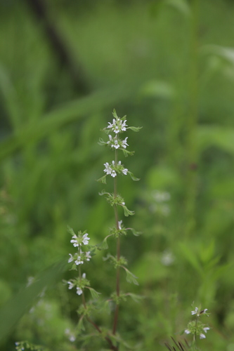 Lagopsis supina iNat (2)