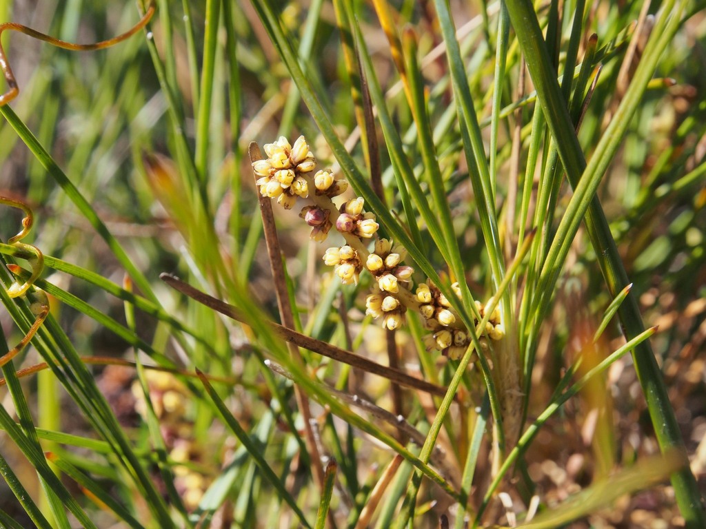 Pale Matrush from Royal Nat'l Park NSW 2233, Australia on September 4
