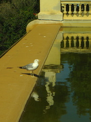 Larus michahellis