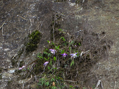 Pleione formosana