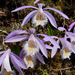 Pleione formosana - Photo no rights reserved, uploaded by 葉子