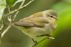 Tennessee Warbler photo 6