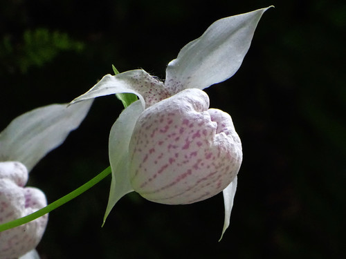 Formosa Lady's Slipper