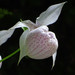 Formosan Lady's Slipper - Photo no rights reserved, uploaded by 葉子