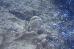 Pinna nobilis