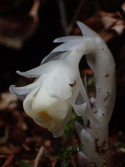 Monotropastrum humile