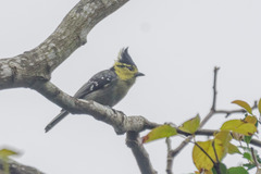 Machlolophus spilonotus