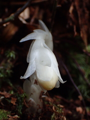 Monotropastrum humile