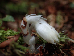 Monotropastrum humile