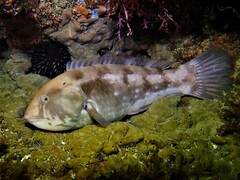 Brown Spotted Wrasse photo 2