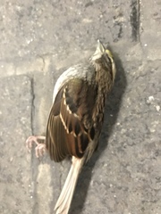 Zonotrichia albicollis