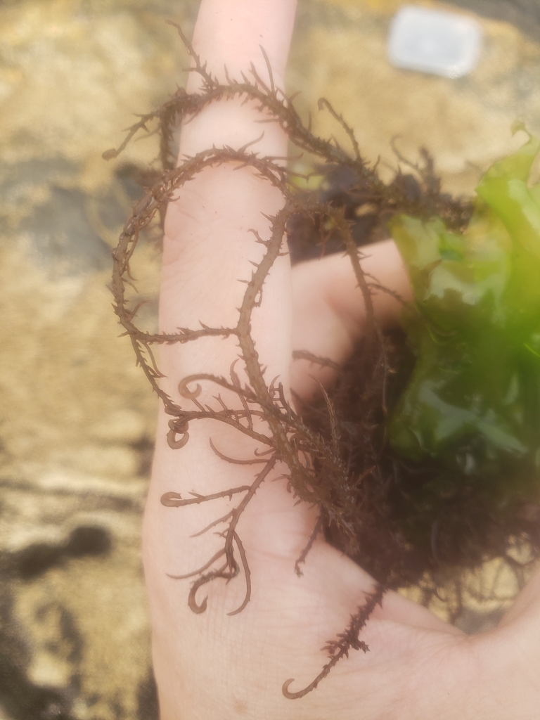 Hypnea pseudomusciformis