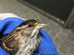 Zonotrichia albicollis