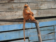 Presbytis melalophos