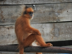 Presbytis melalophos