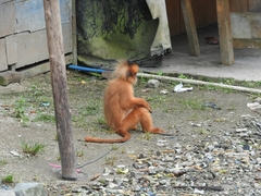 Presbytis melalophos