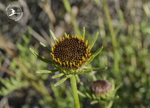 Perralderia coronopifolia image