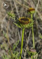 Perralderia coronopifolia image