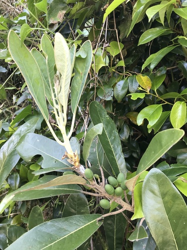 Image of Litsea japonica by no rights reserved