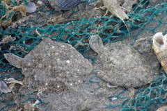 Turbot photo 2